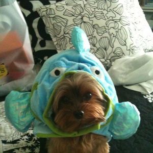 Meet your Posher, Joshua